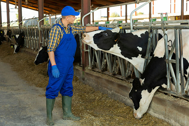 Farmer-petting-cow-in-barn Local farmer petting his cow in the barn